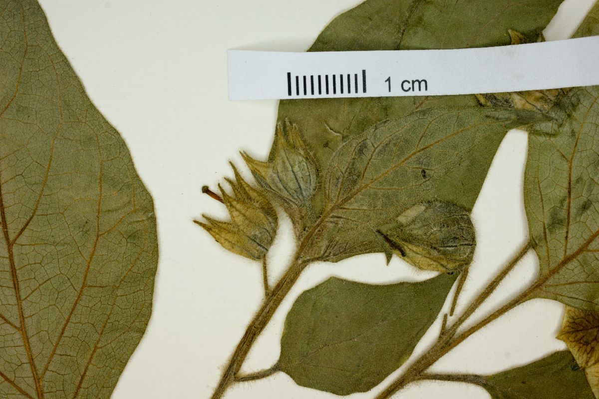 Physalis coztomatl image