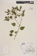 Physalis crassifolia image