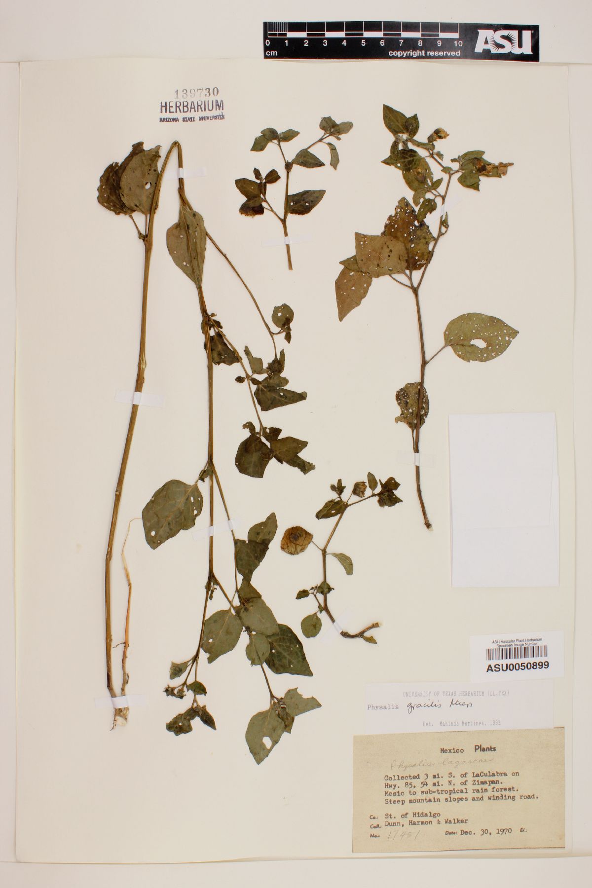 Physalis gracilis image