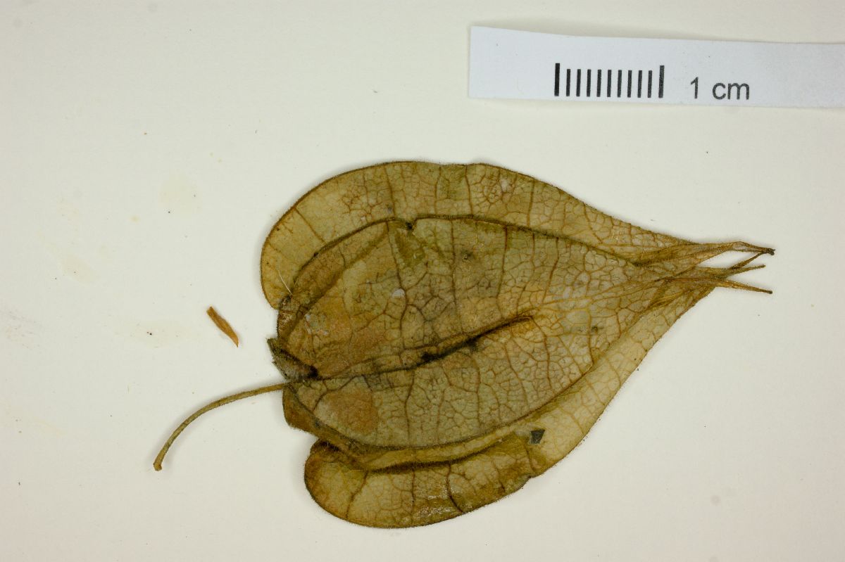 Physalis maxima image