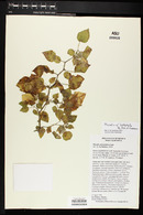 Physalis leptophylla image