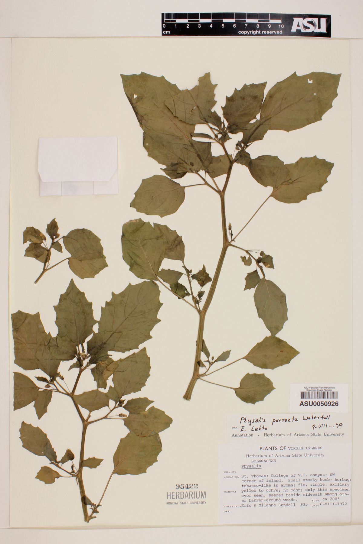 Physalis porrecta image