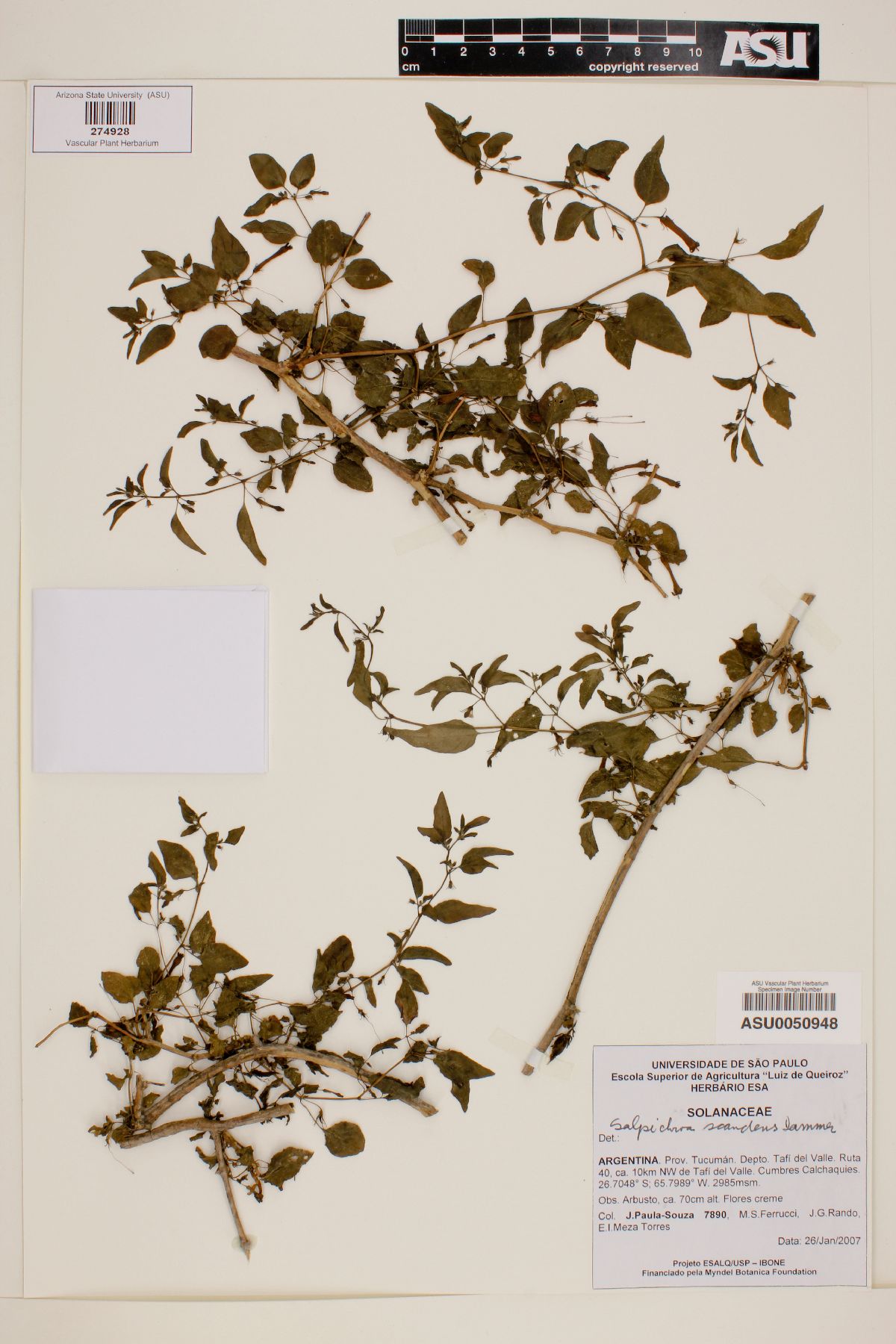 Salpichroa scandens image