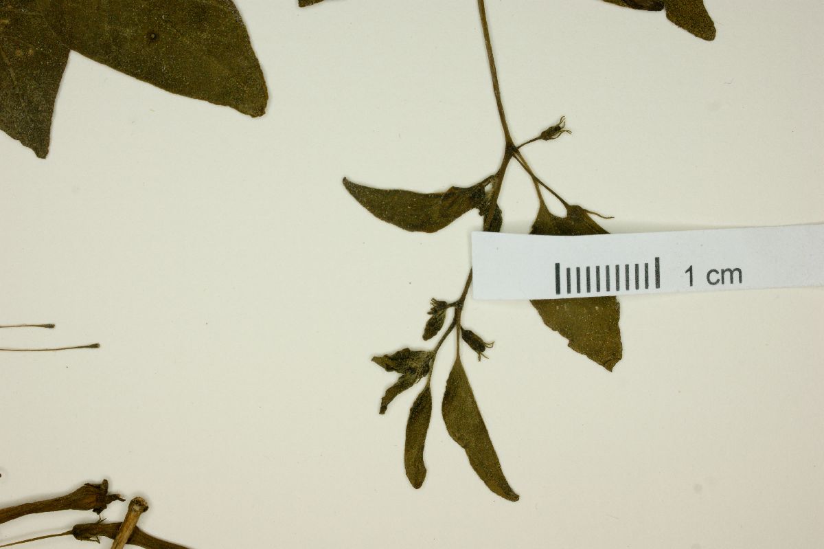 Salpichroa scandens image