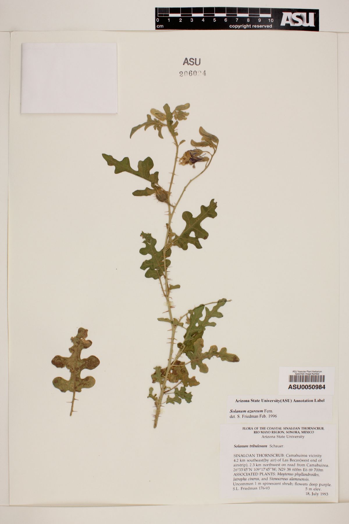 Solanum azureum image