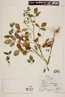 Solanum cardiophyllum image