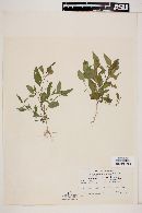 Solanum adscendens image