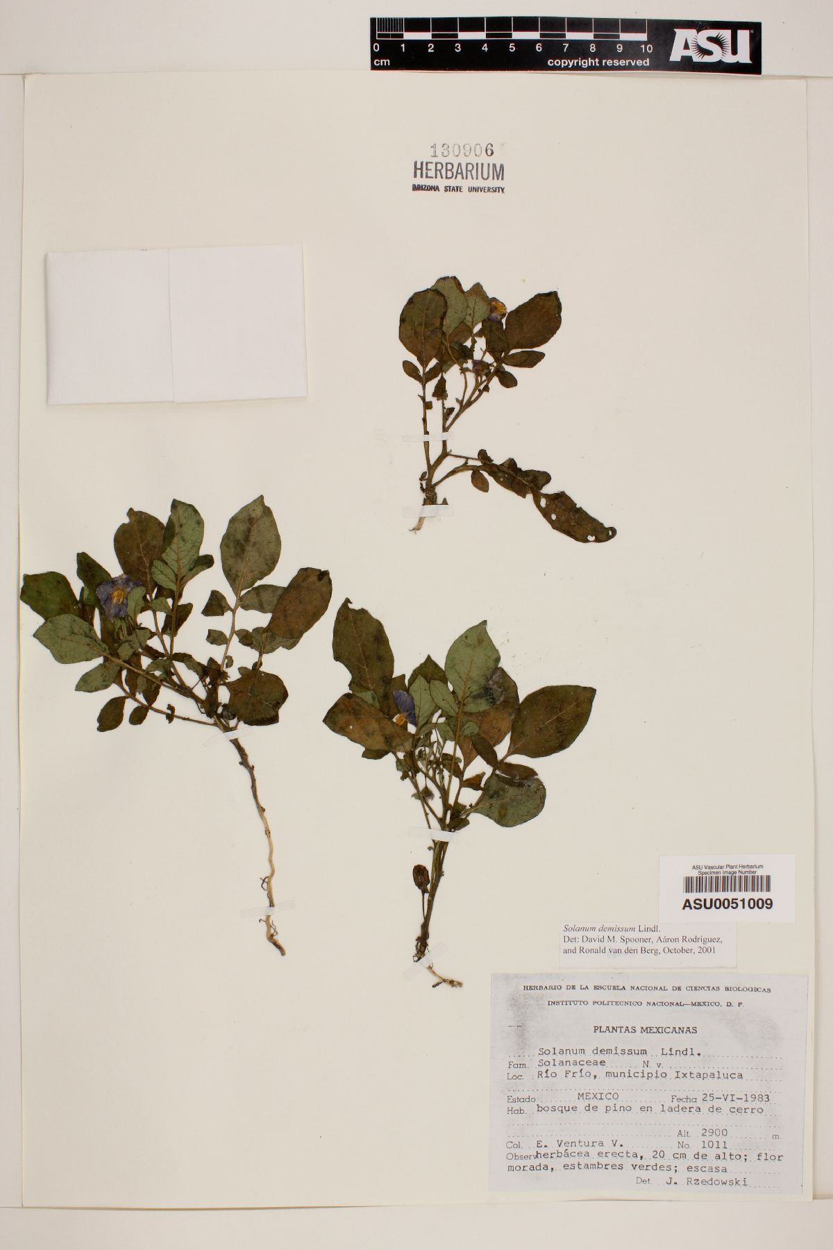 Solanum demissum image