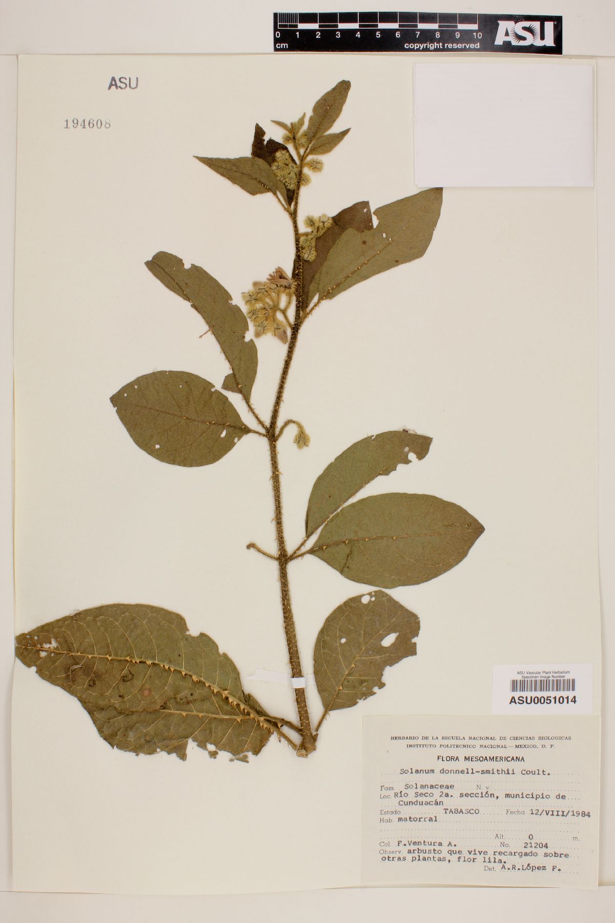 Solanum donnell-smithii image