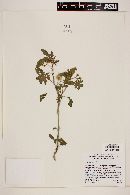 Solanum grayi image