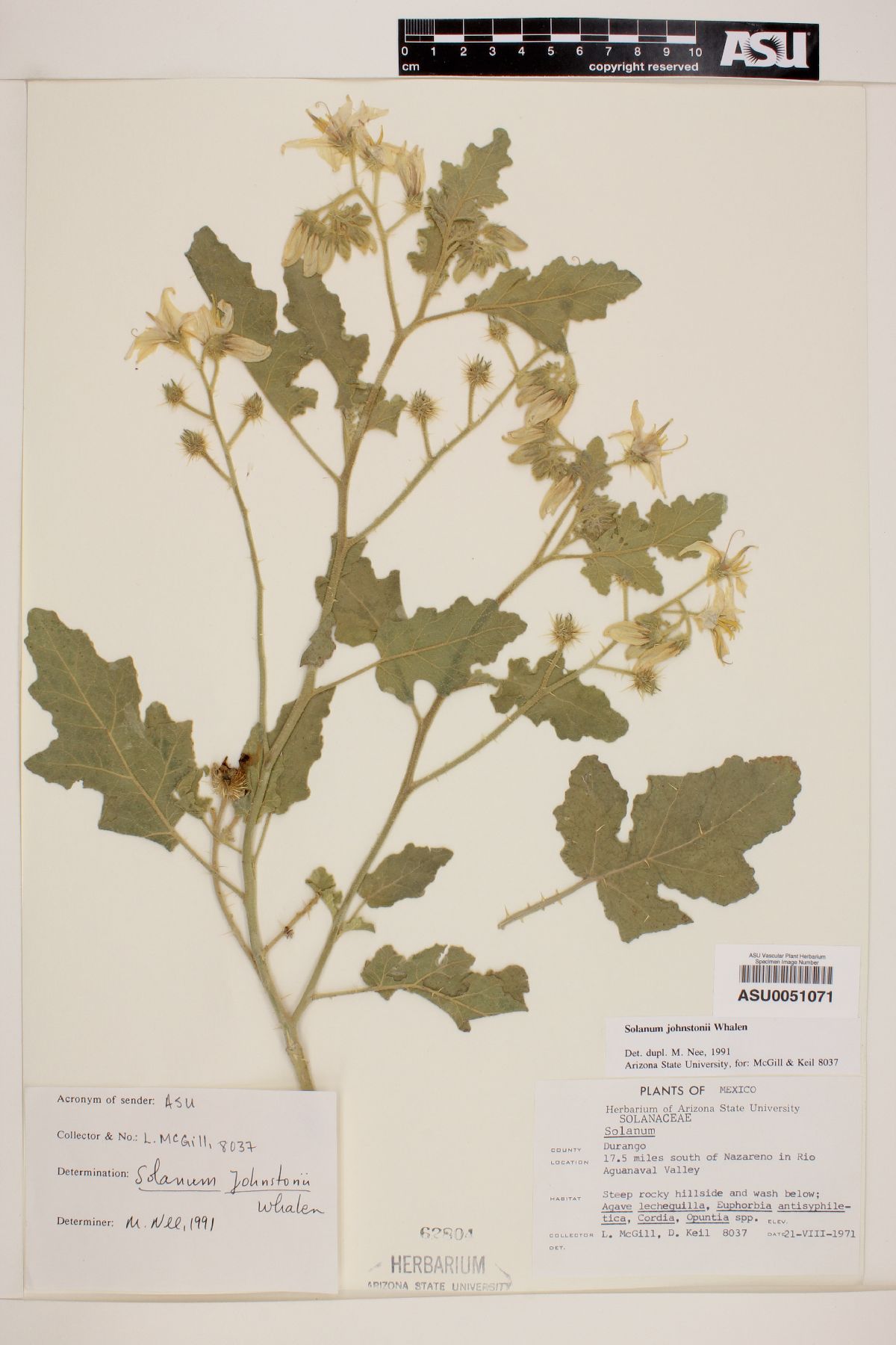Solanum johnstonii image