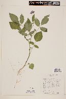Solanum leptosepalum image
