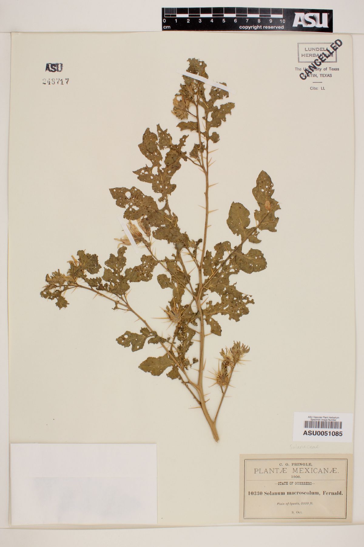 Solanum macroscolum image