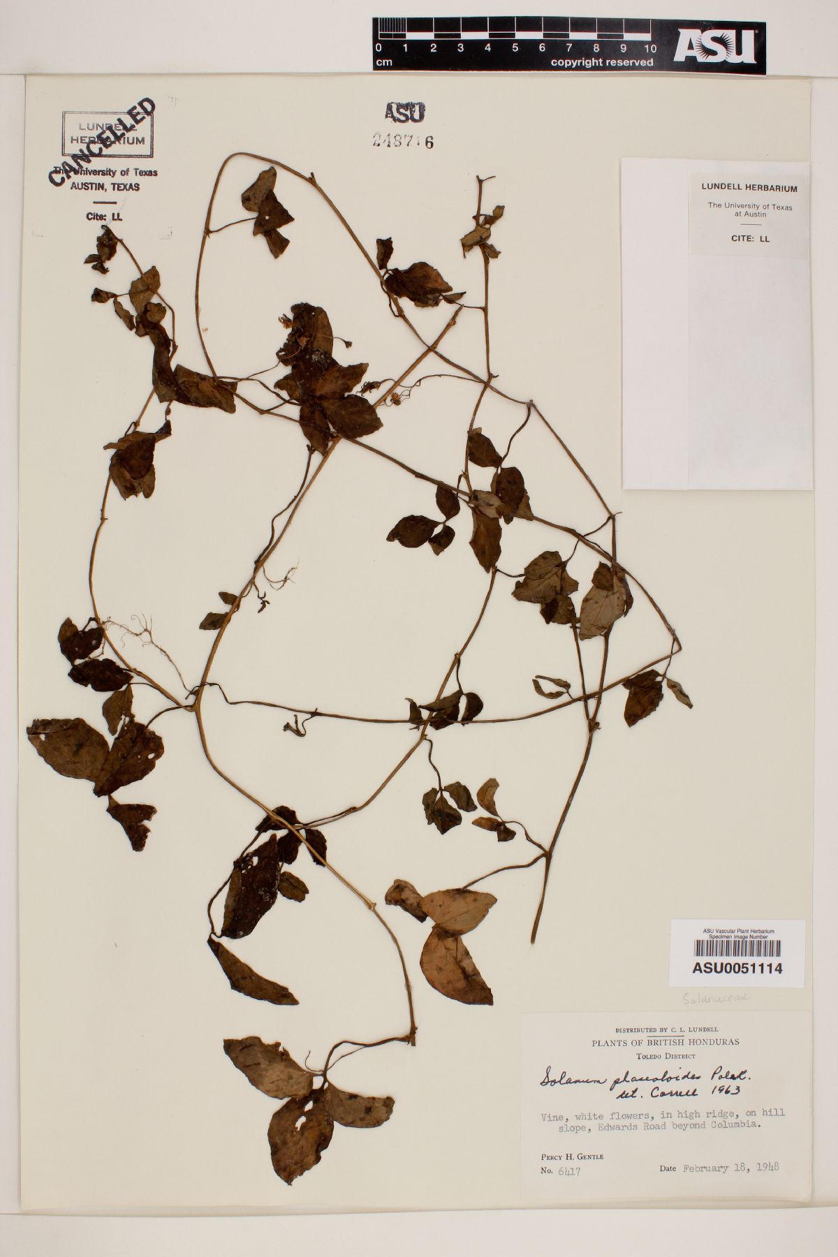 Solanum phaseoloides image