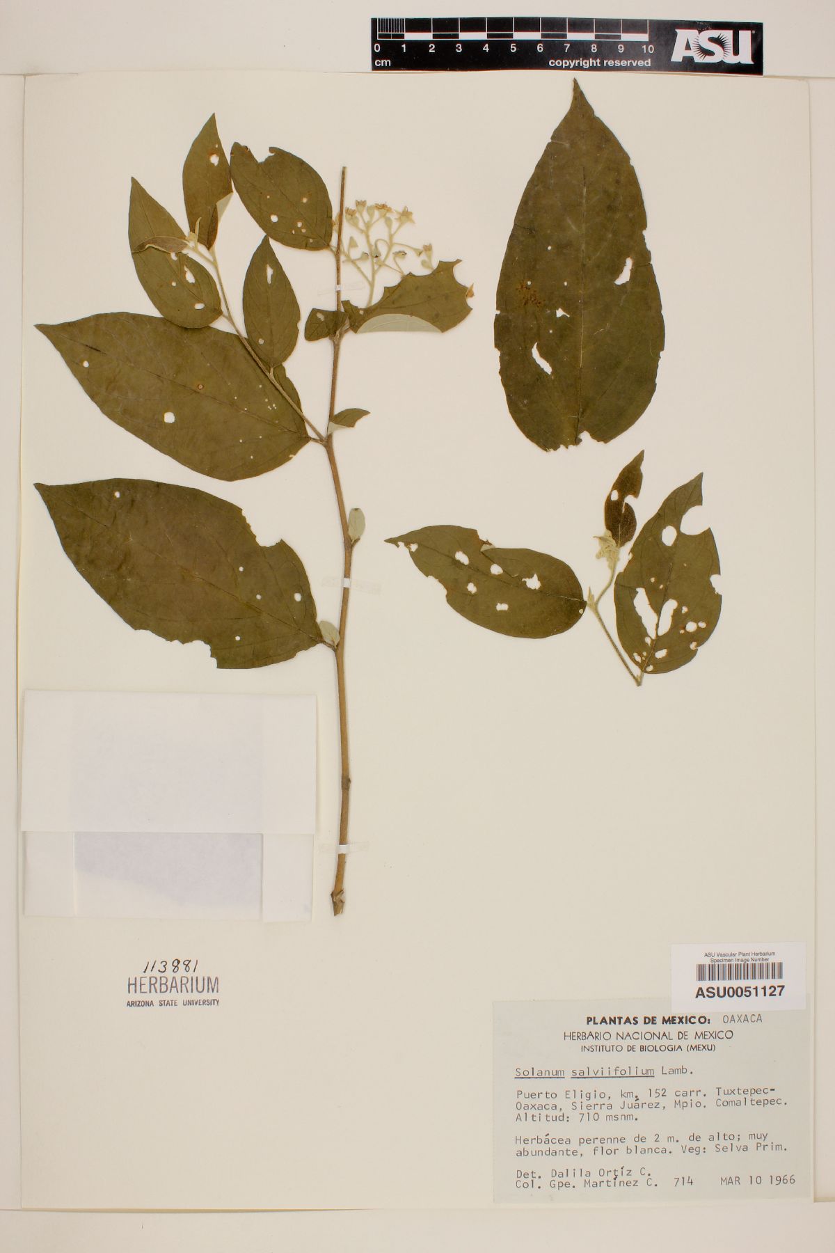 Solanum salviaefolium image