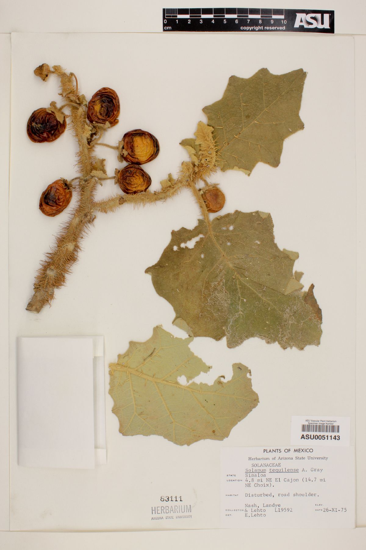 Solanum tequilense image