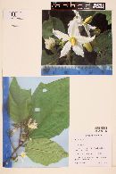 Solanum torvum image