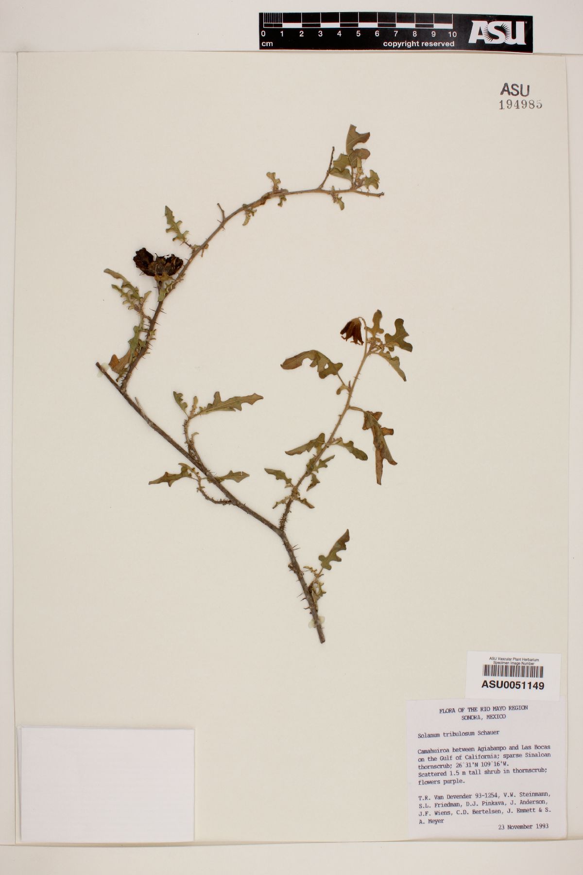 Solanum tribulosum image