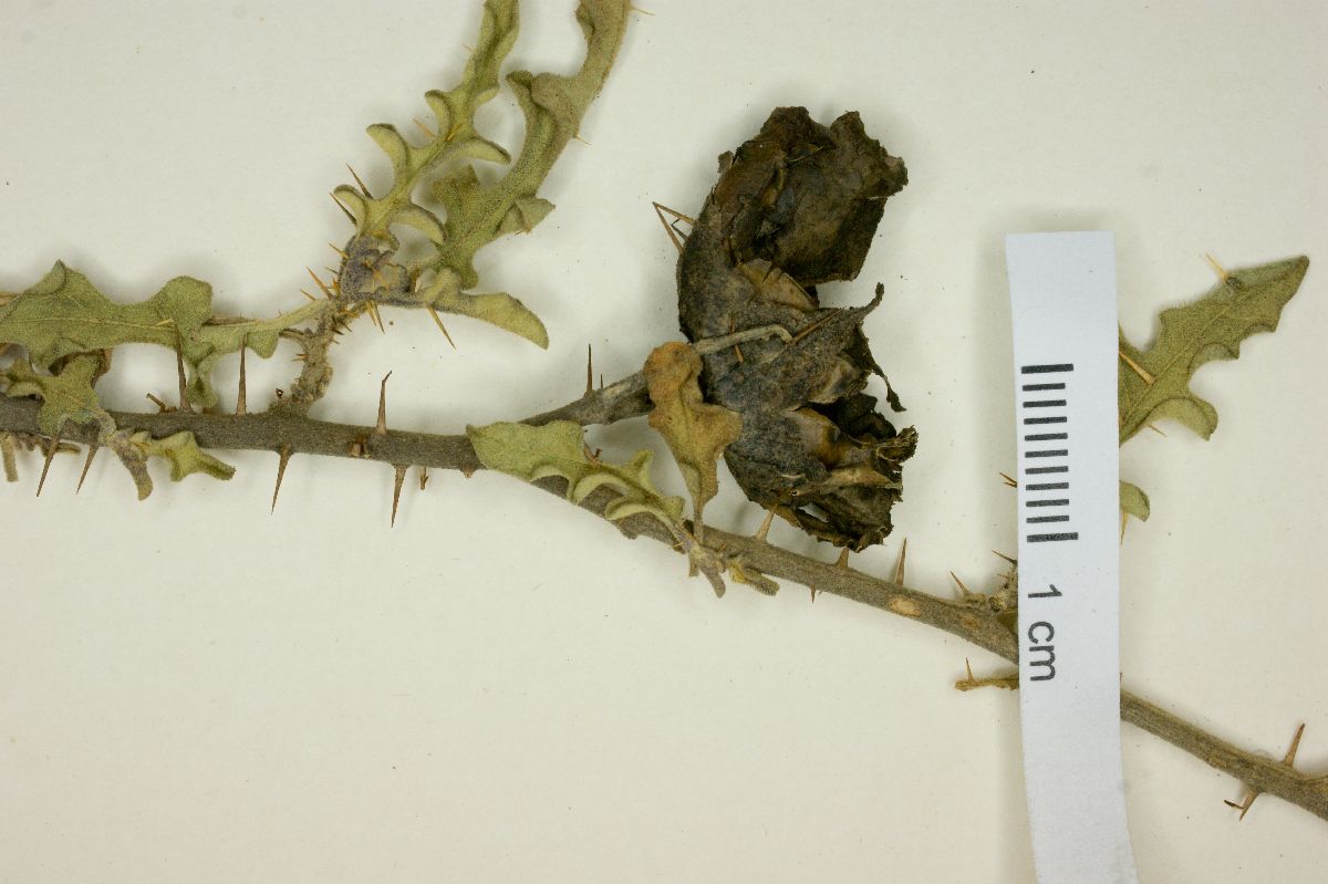 Solanum tribulosum image