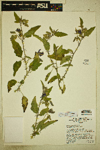 Solanum houstonii image