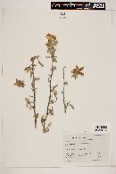 Solanum hindsianum image