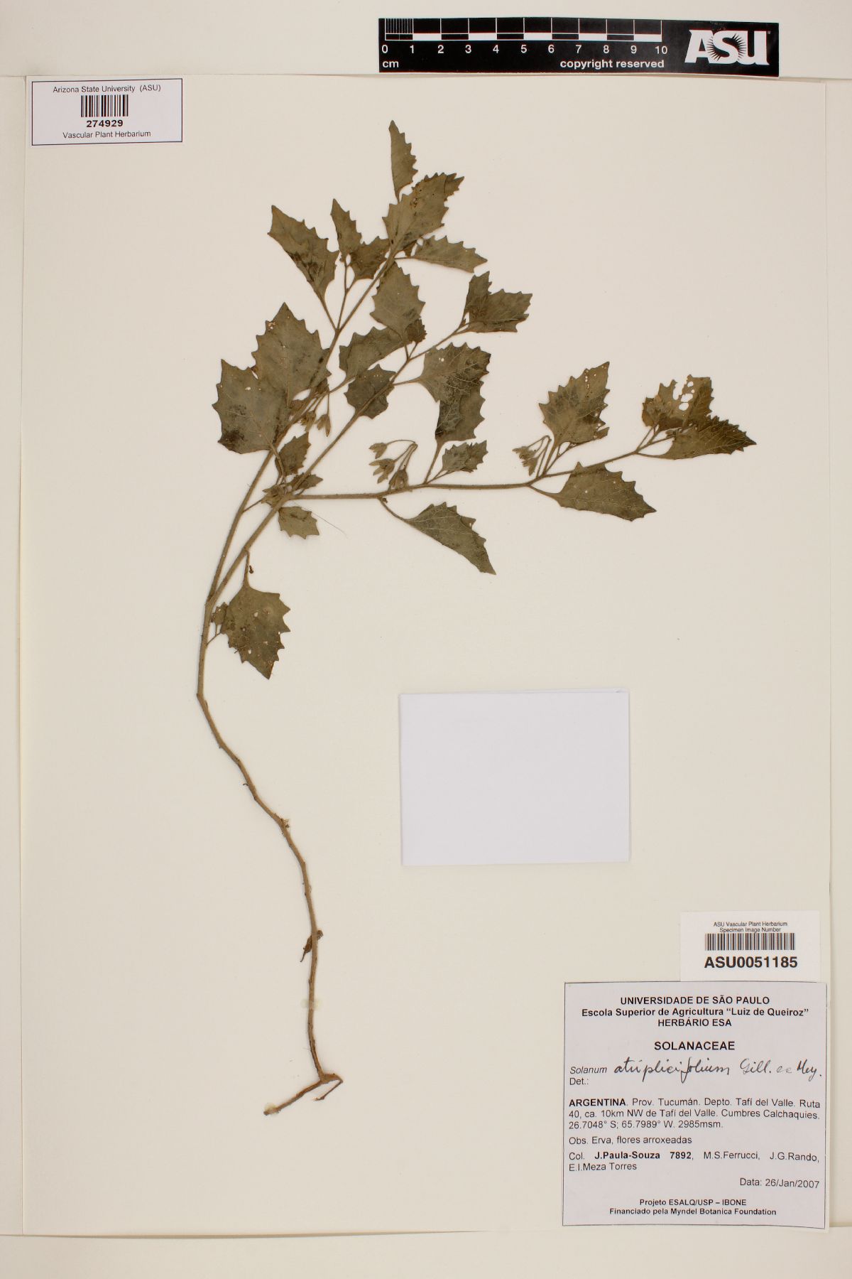 Solanum atriplicifolium image