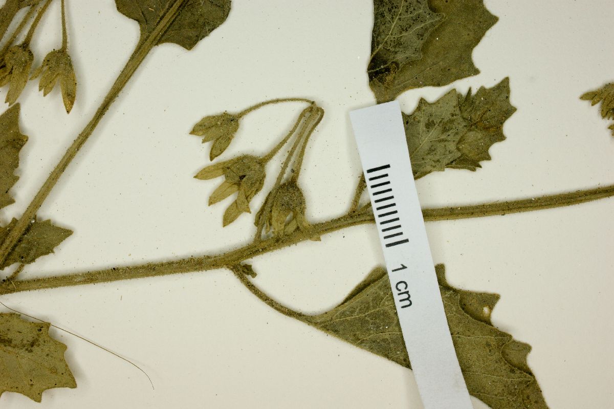 Solanum atriplicifolium image