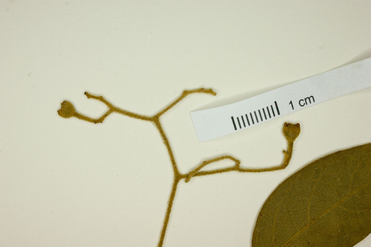 Solanum cladotrichum image