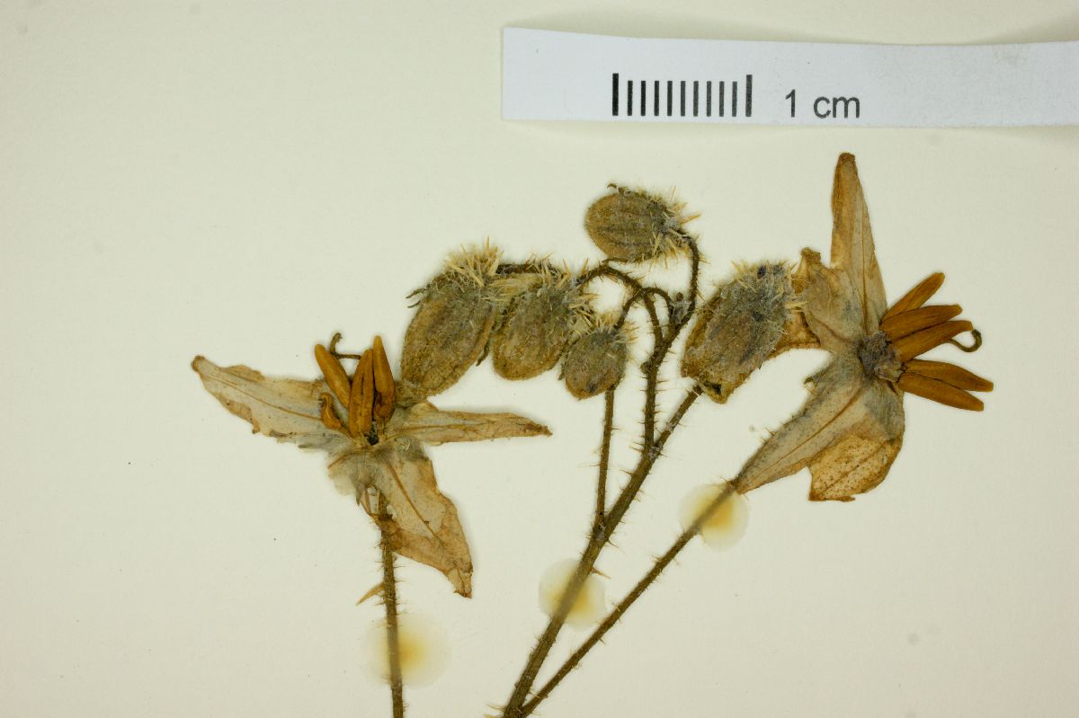 Solanum comptum image