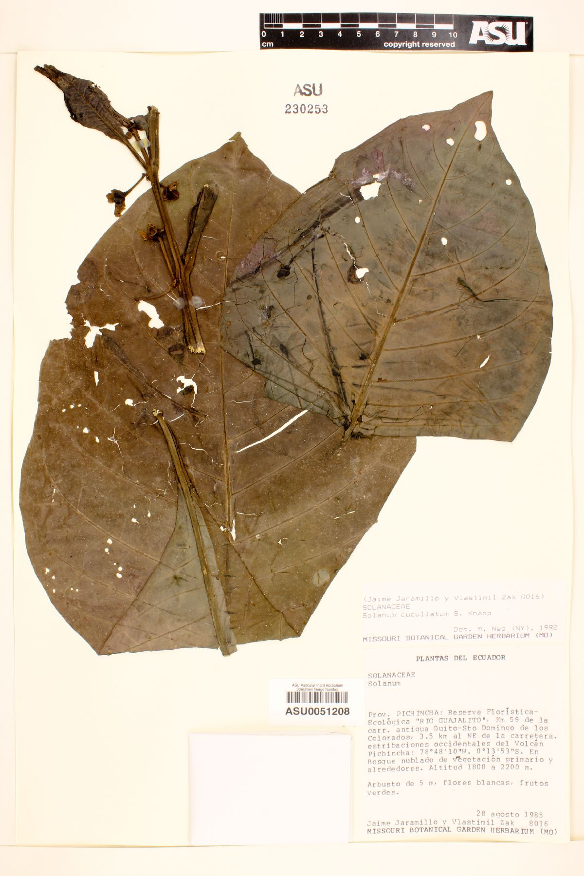 Solanum cucullatum image