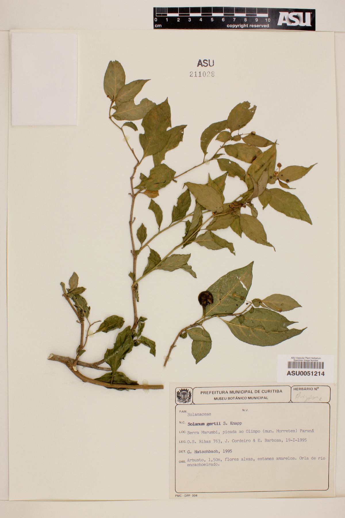 Solanum gertii image