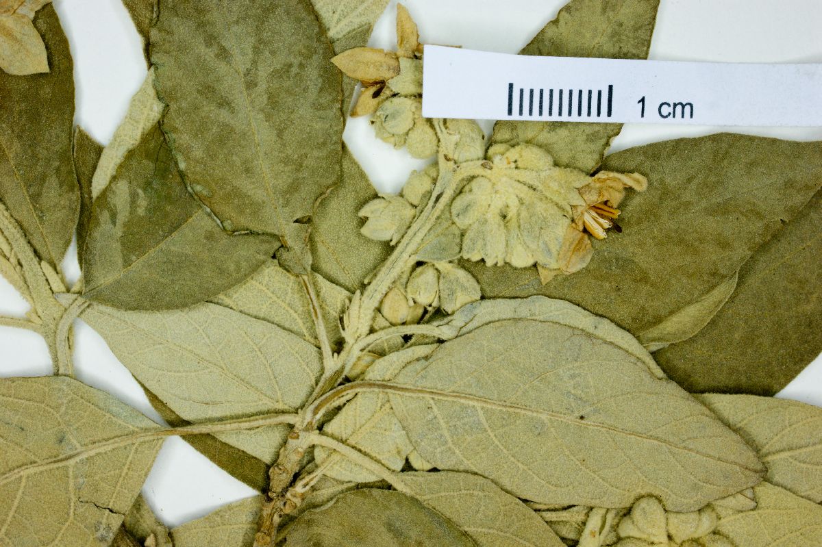 Solanum granuloso-leprosum image