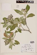 Solanum granuloso-leprosum image