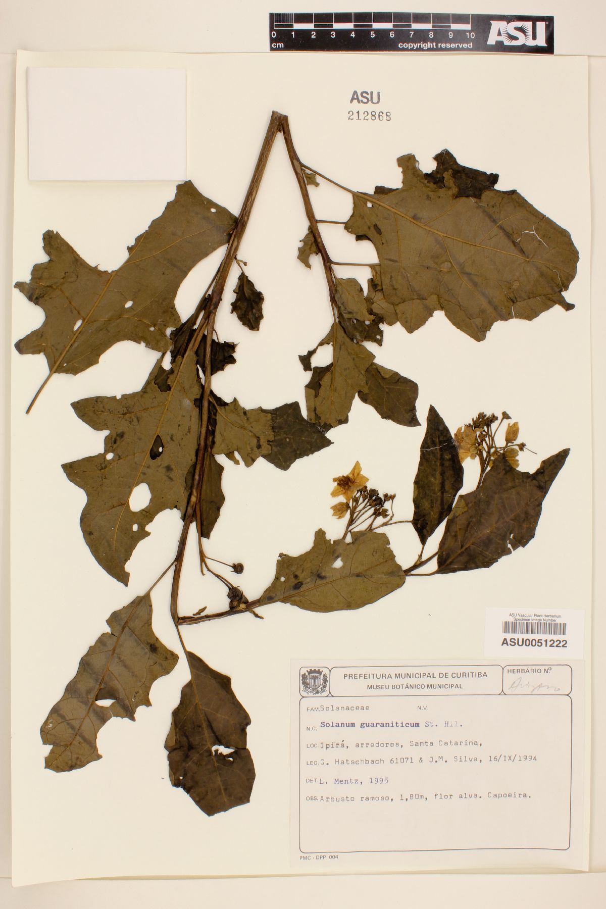 Solanum guaraniticum image