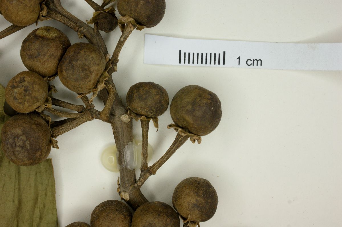 Solanum heleonastes image