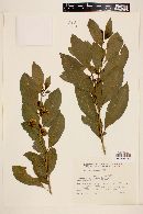 Solanum pseudoquina image