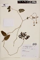 Solanum ipomoea image