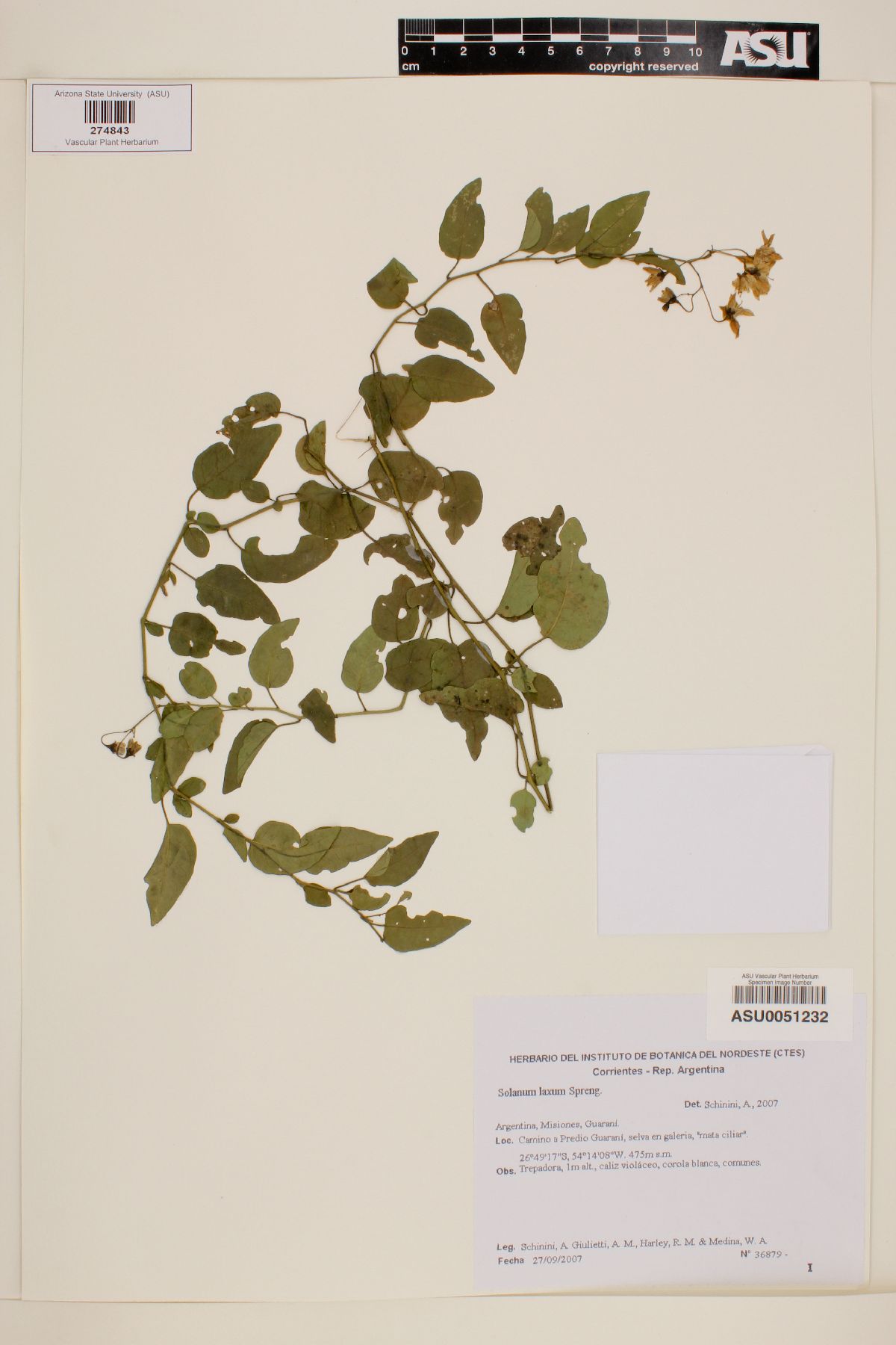 Solanum laxum image