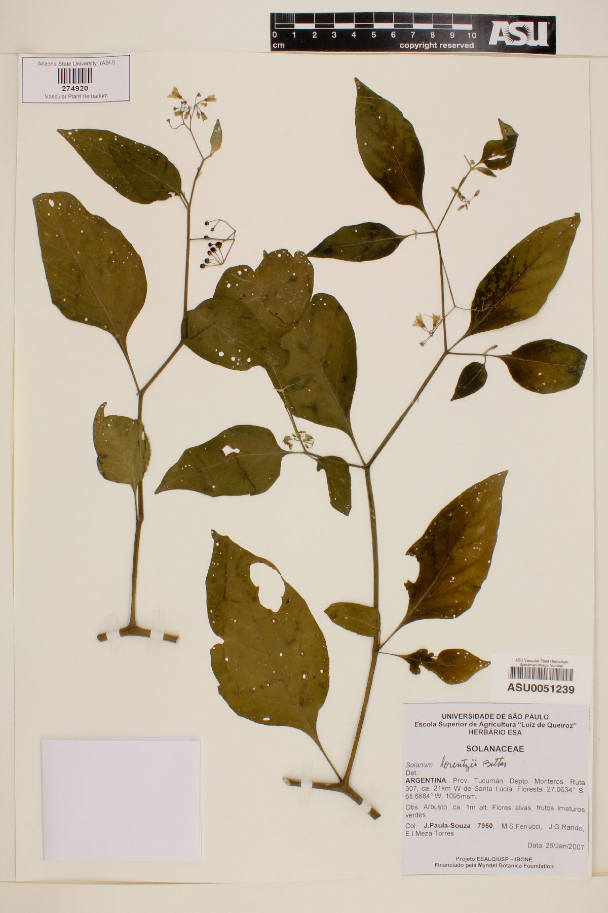 Solanum aloysiifolium image