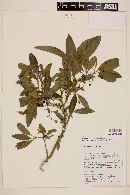 Solanum nitidum image