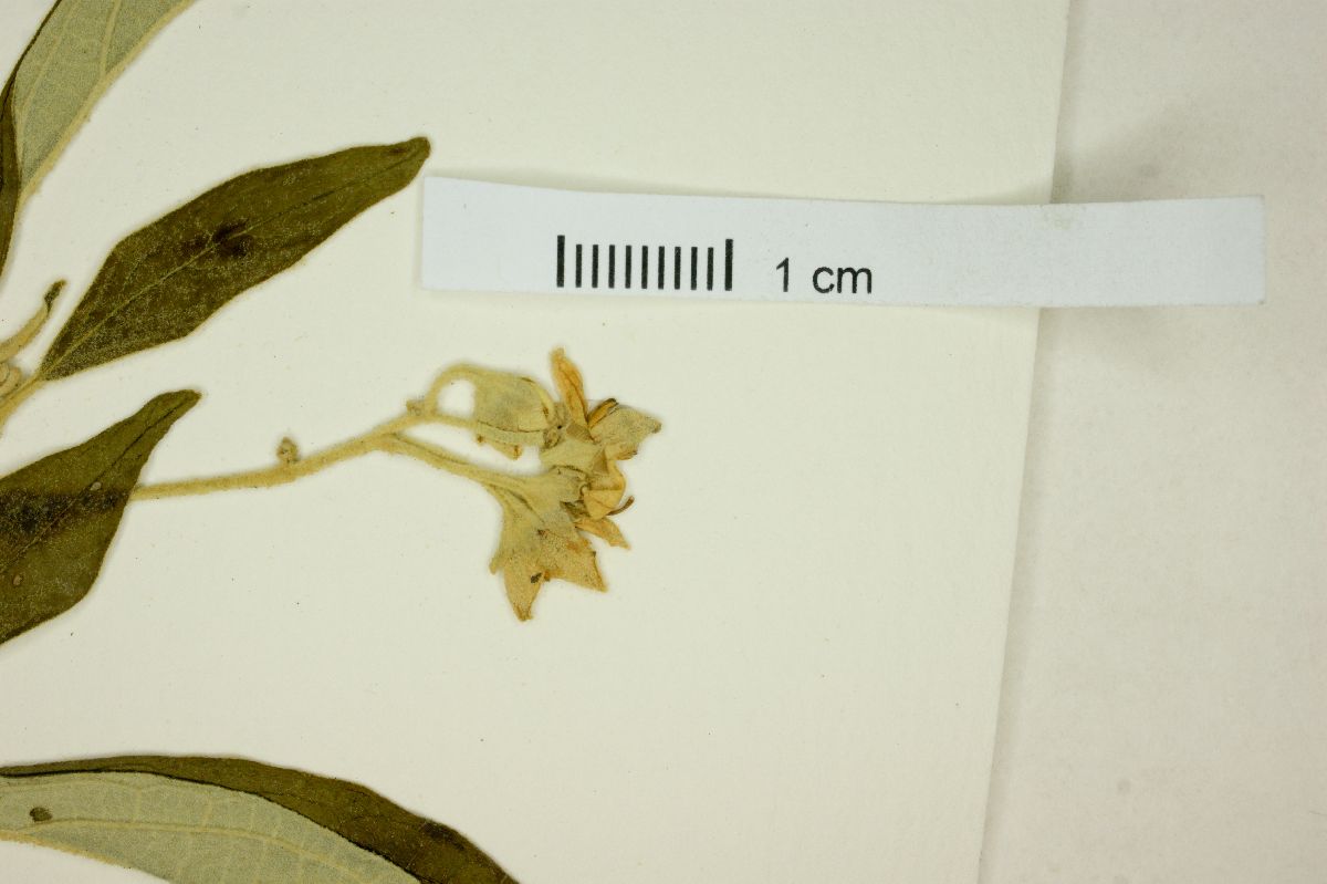 Solanum paranense image