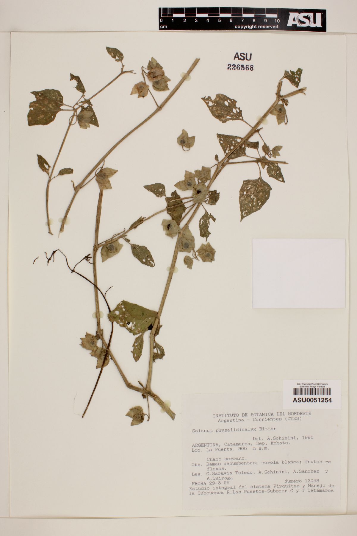 Solanum physalidicalyx image