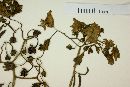 Solanum pinnatum image