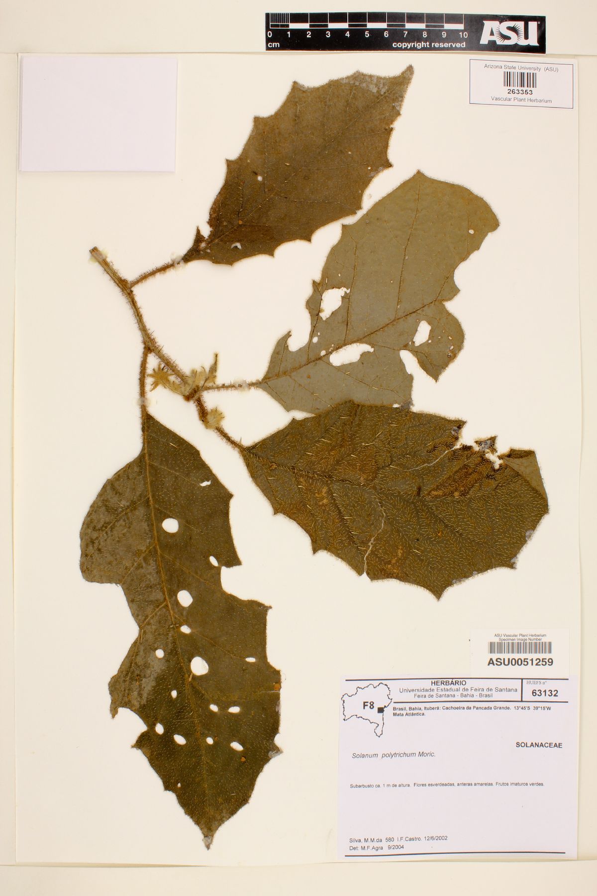 Solanum polytrichum image