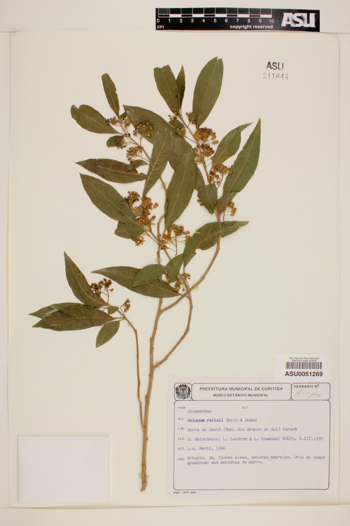 Solanum reitzii image