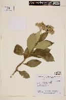 Solanum riparium image