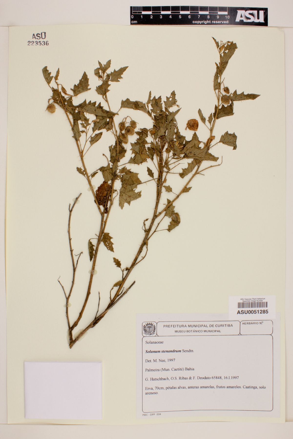 Solanum stenandrum image