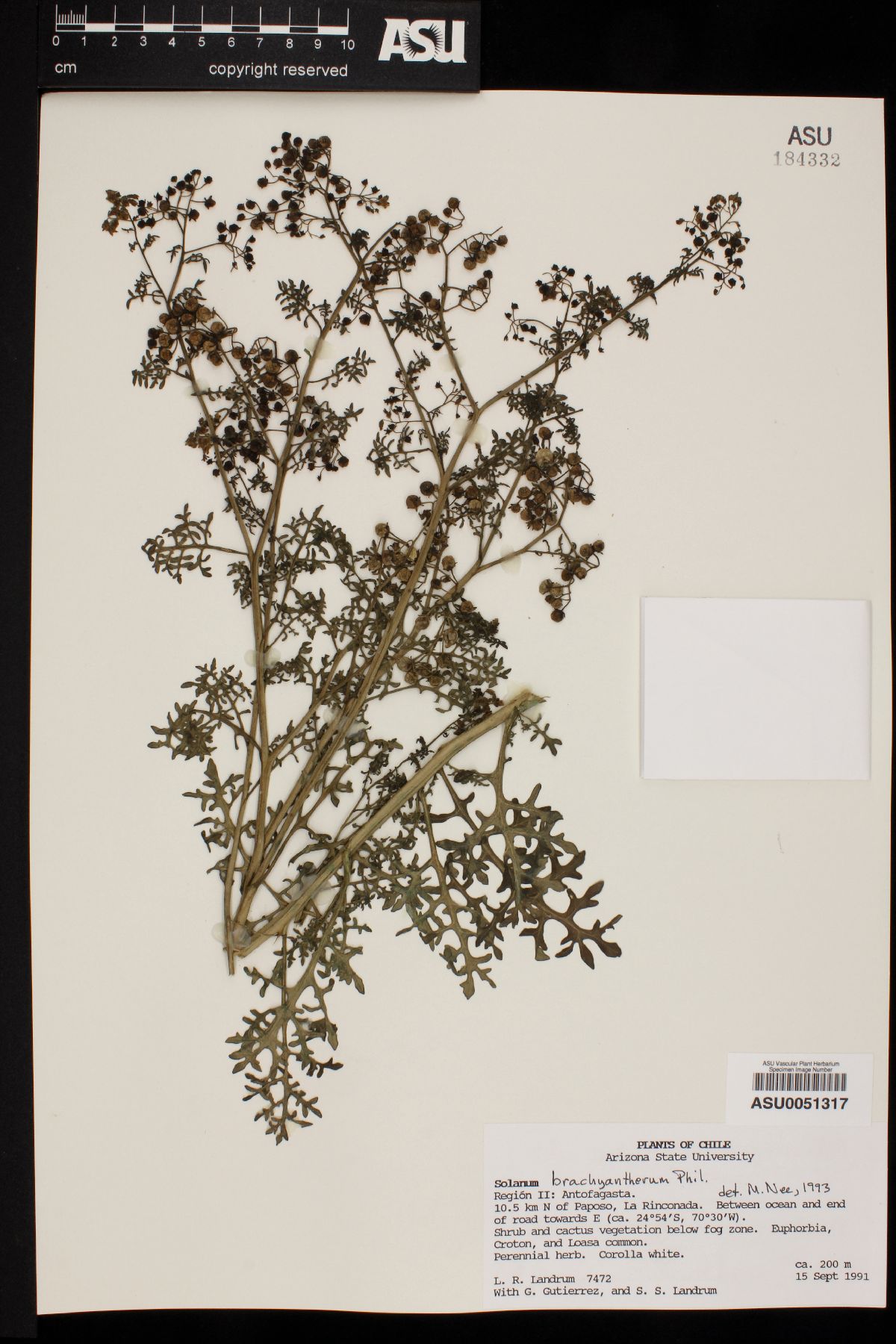 Solanum brachyantherum image