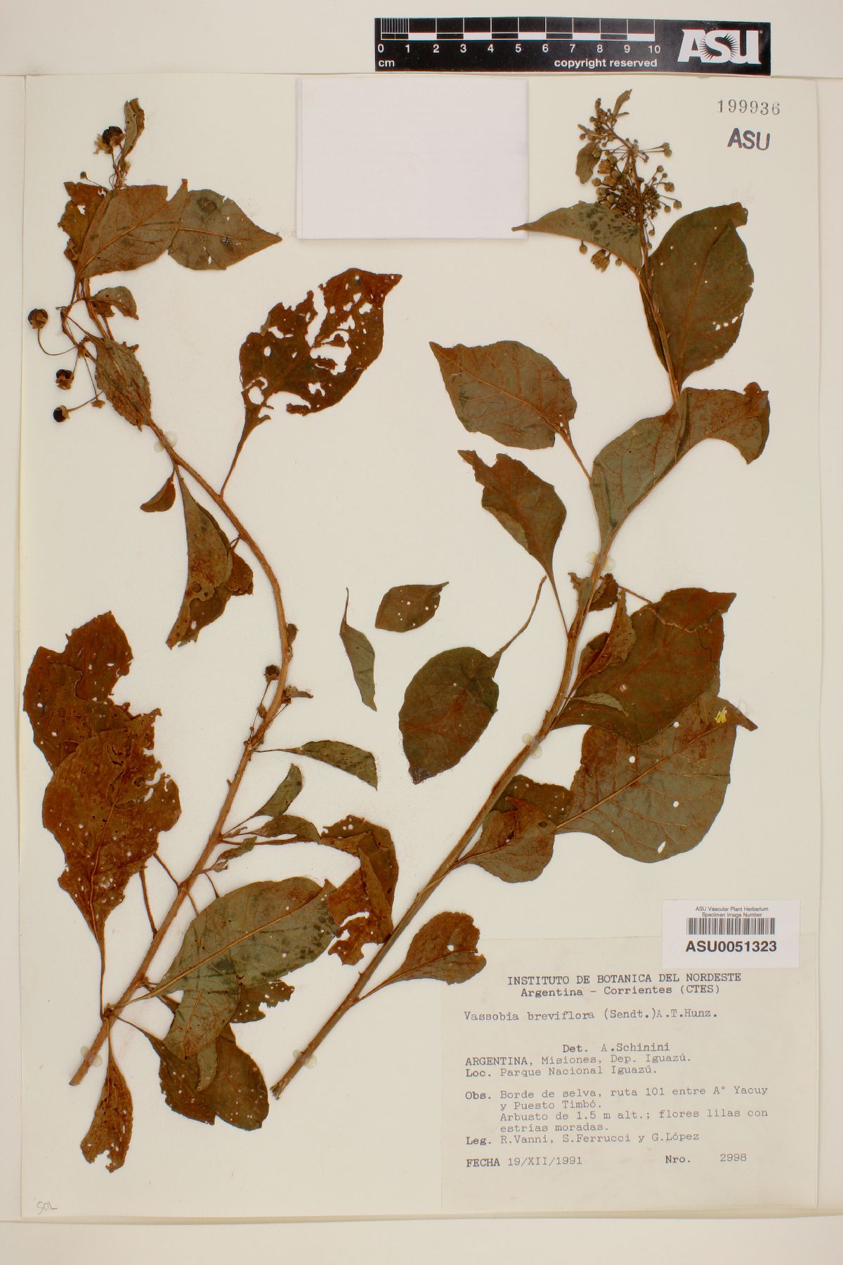 Vassobia breviflora image