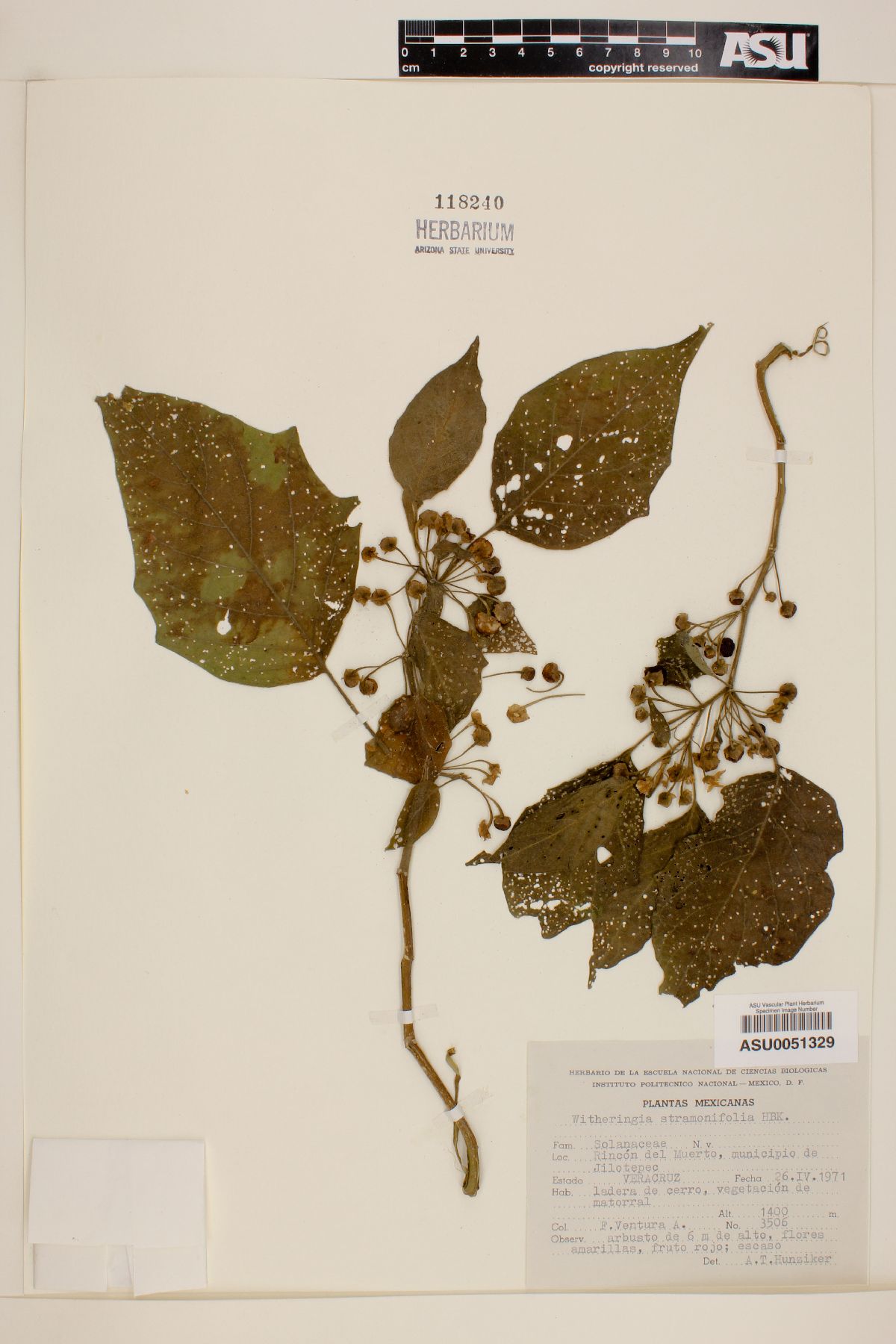 Witheringia stramonifolia image